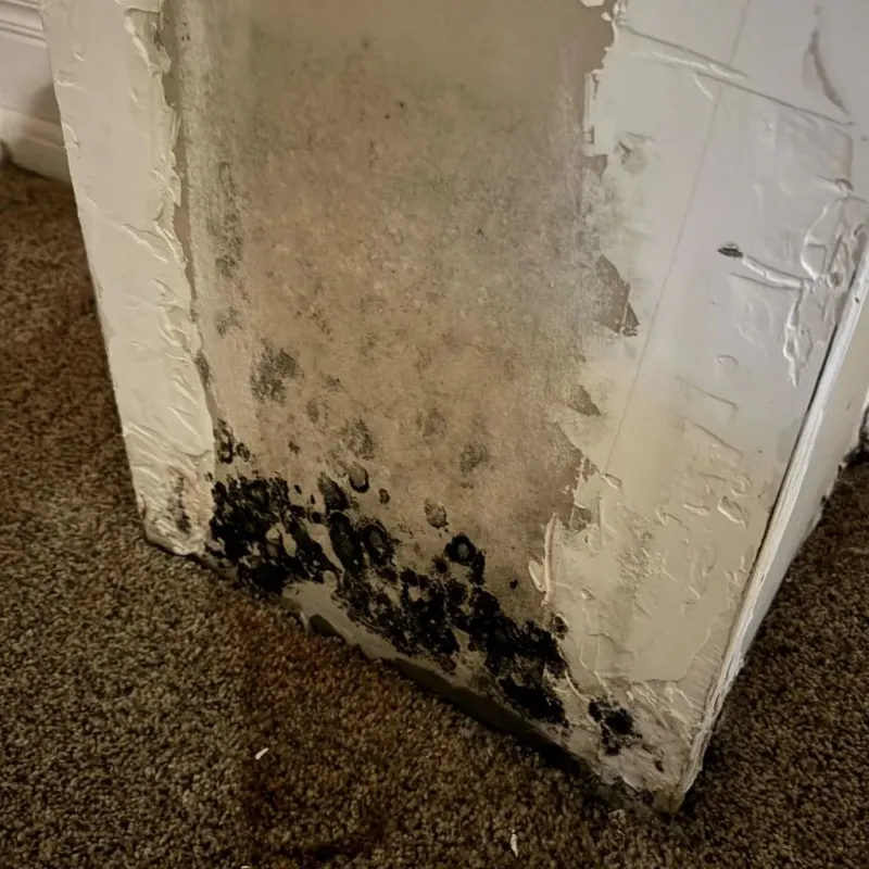 Professional Mold Removal in Breckenridge, MN